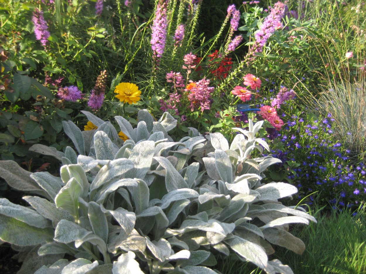 Чистец шерстистый на клумбе