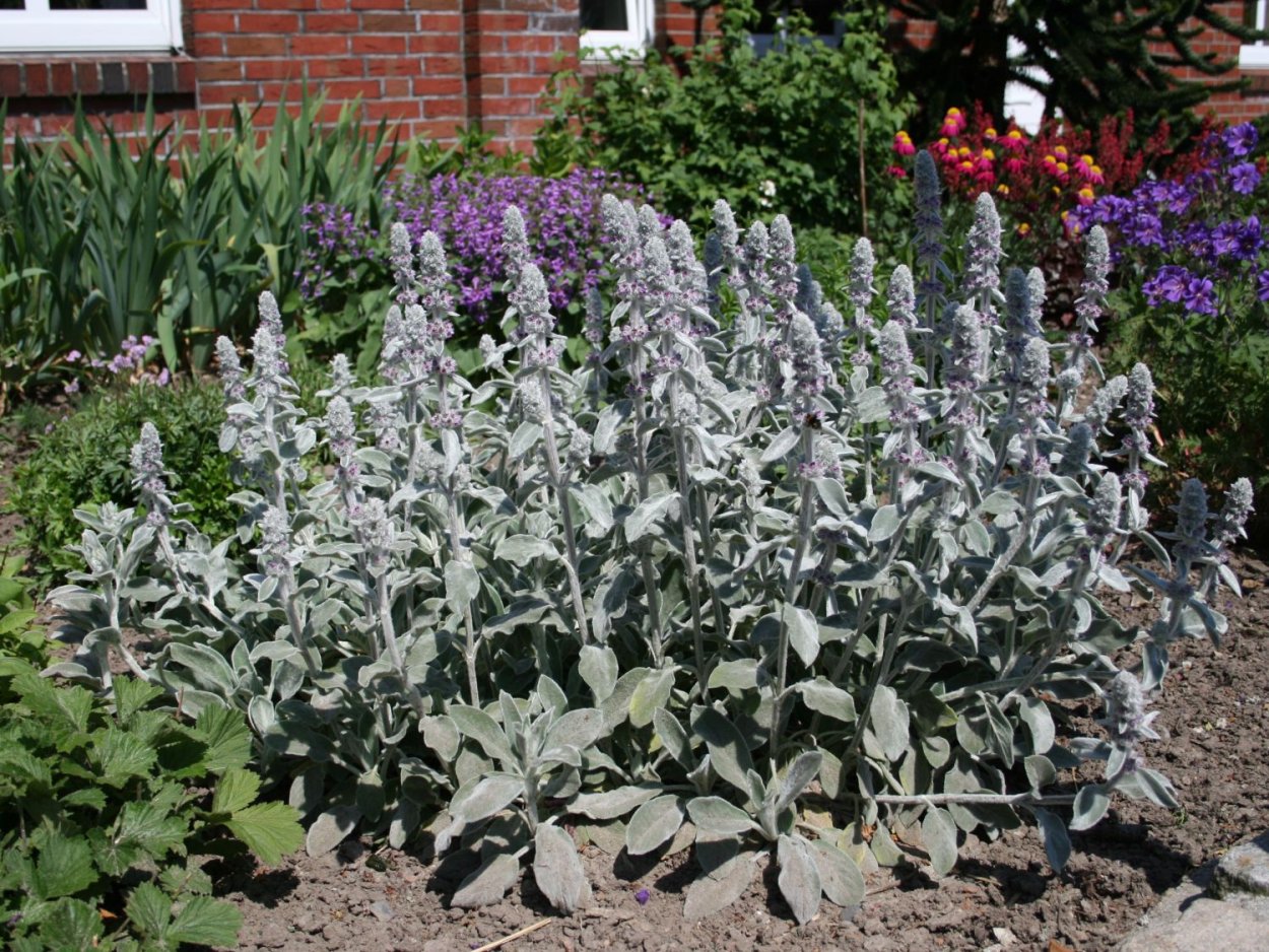 Чистец лавандолистный