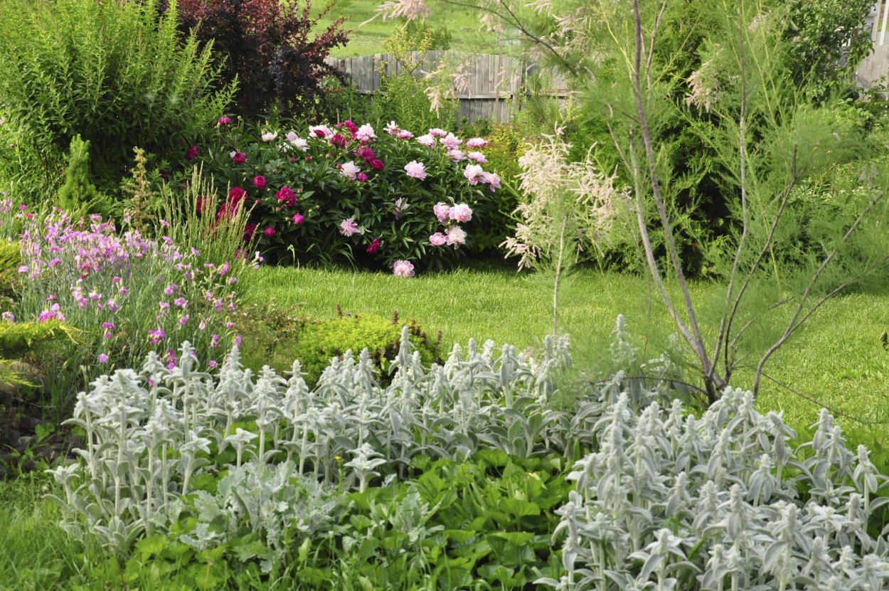 Чистец шерстистый в парках