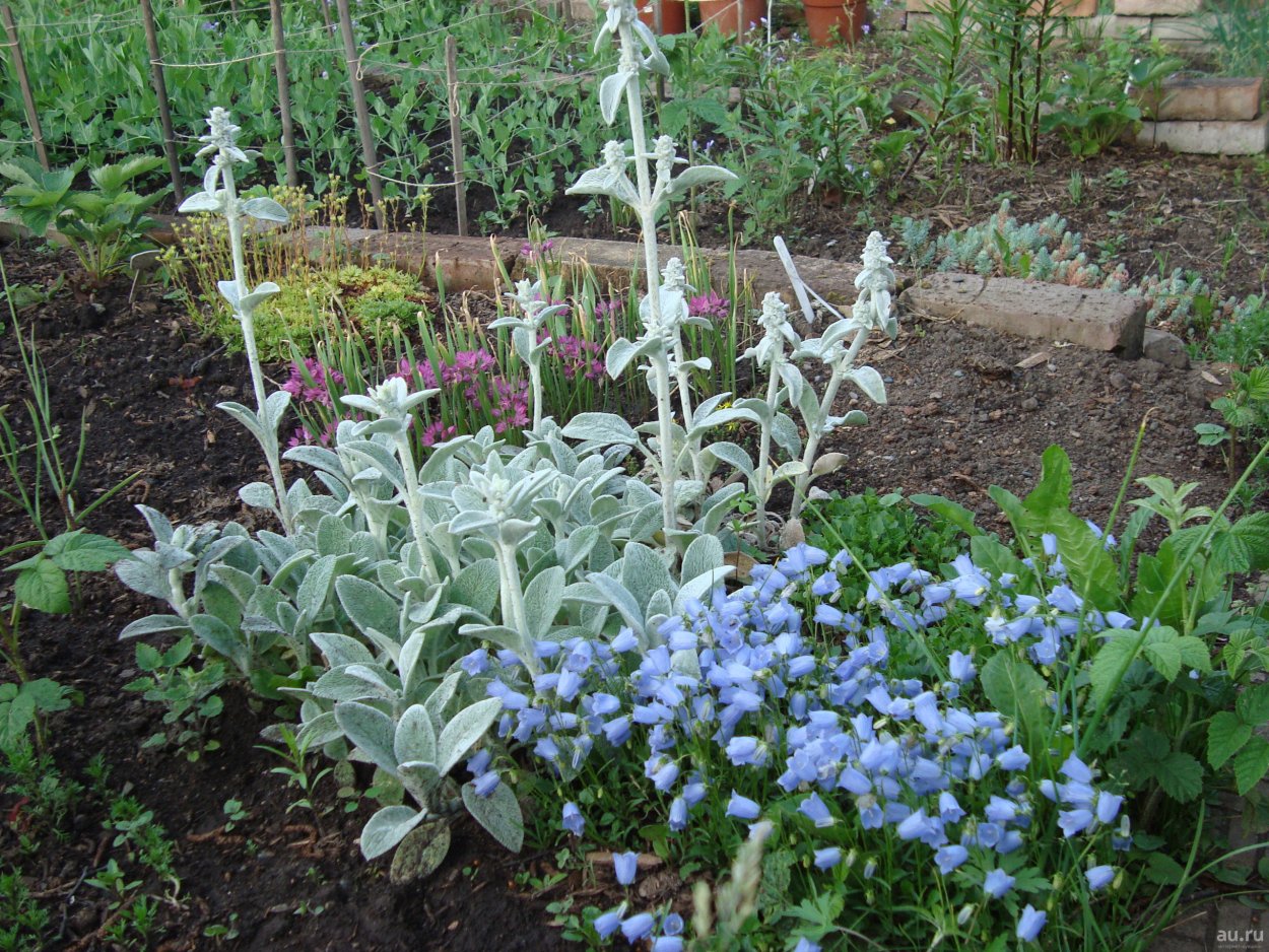 Стахис Юкки