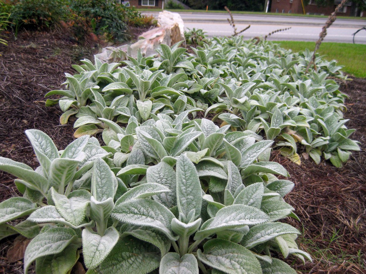 Стахис шерстистый 'Silver Carpet'