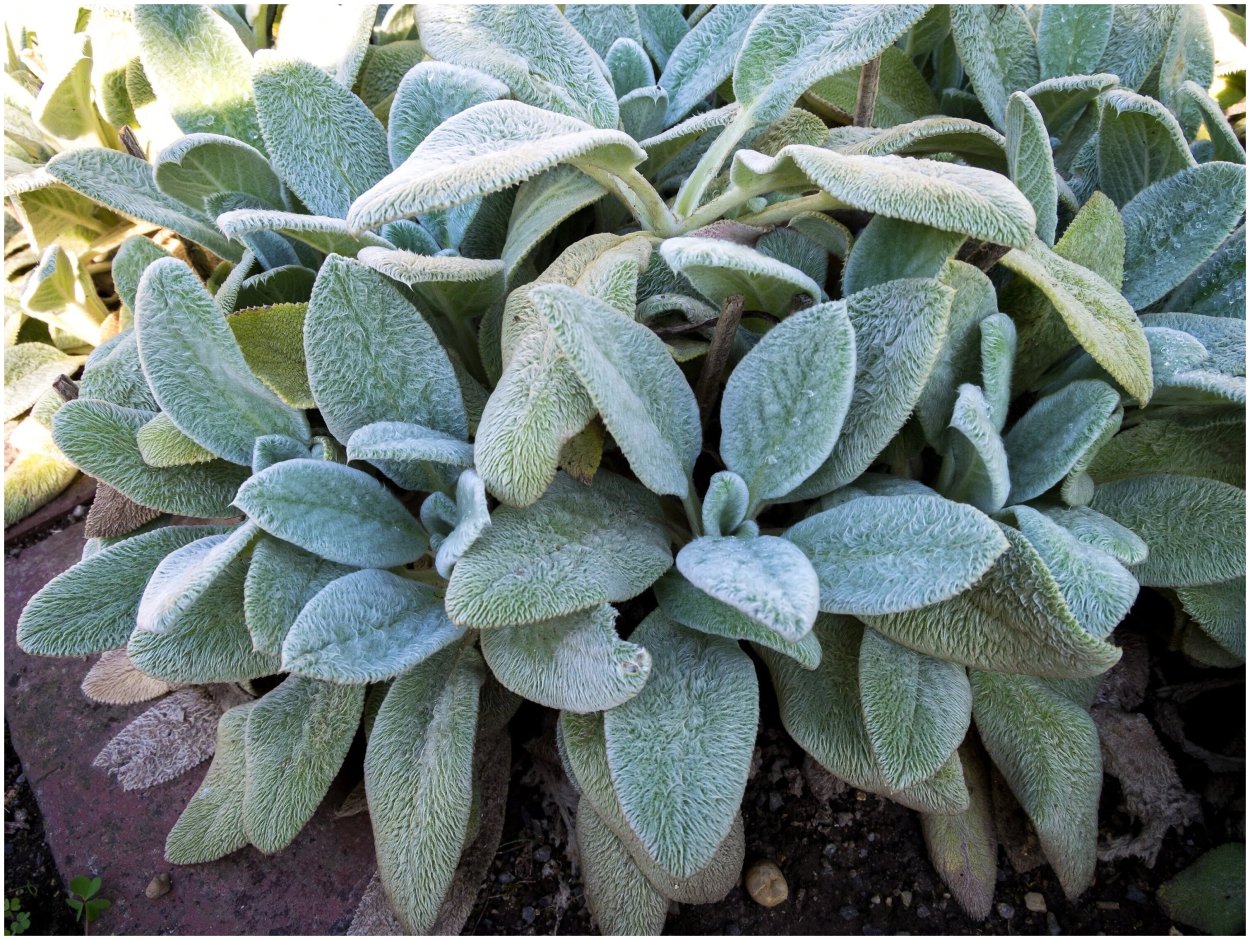 Стахис (чистец) Сильвер карпет Византийский