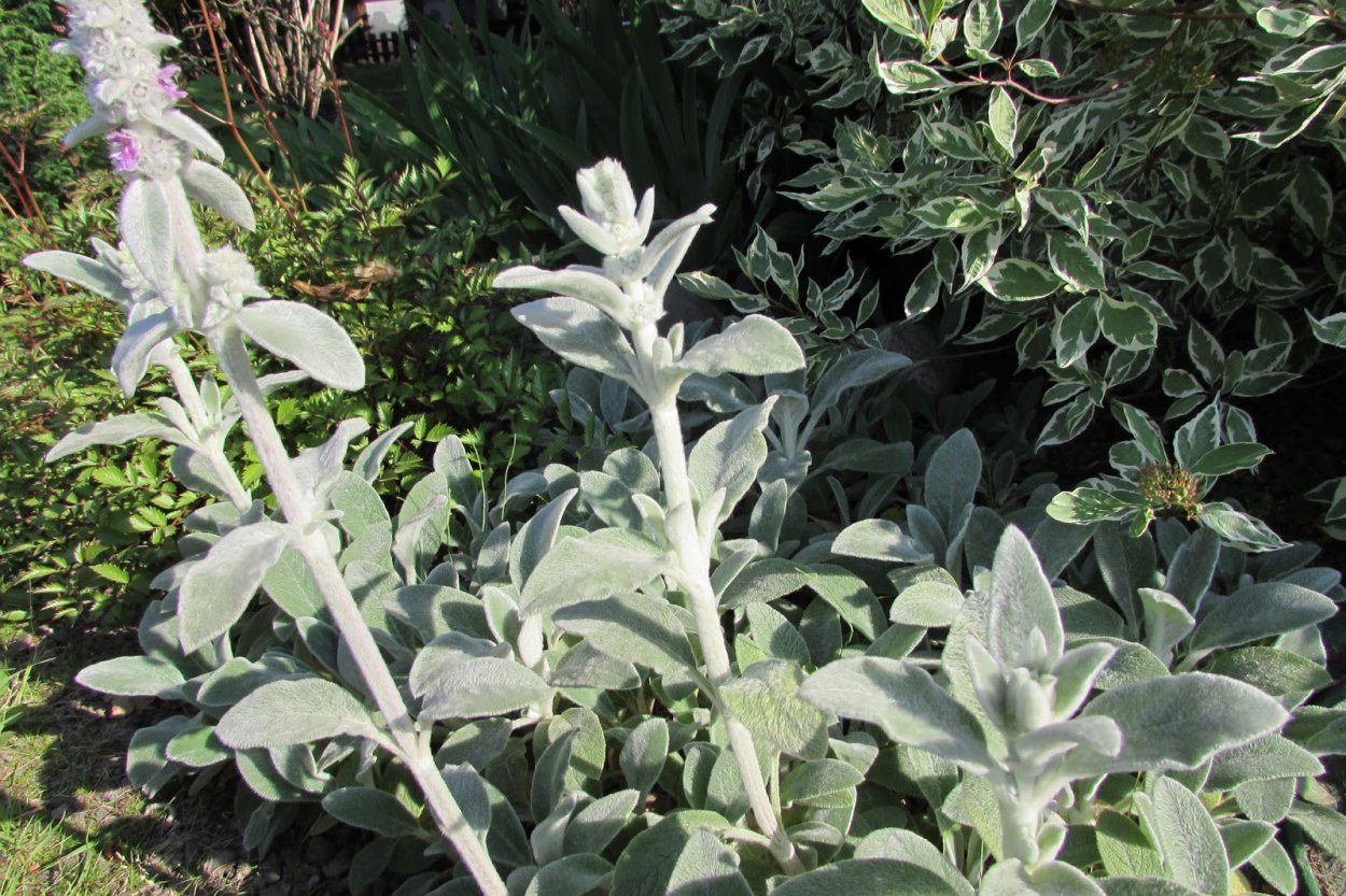 Чистец и шалфей