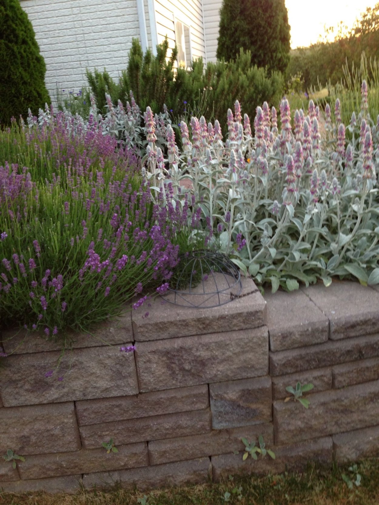 Растение чистец шерстистый