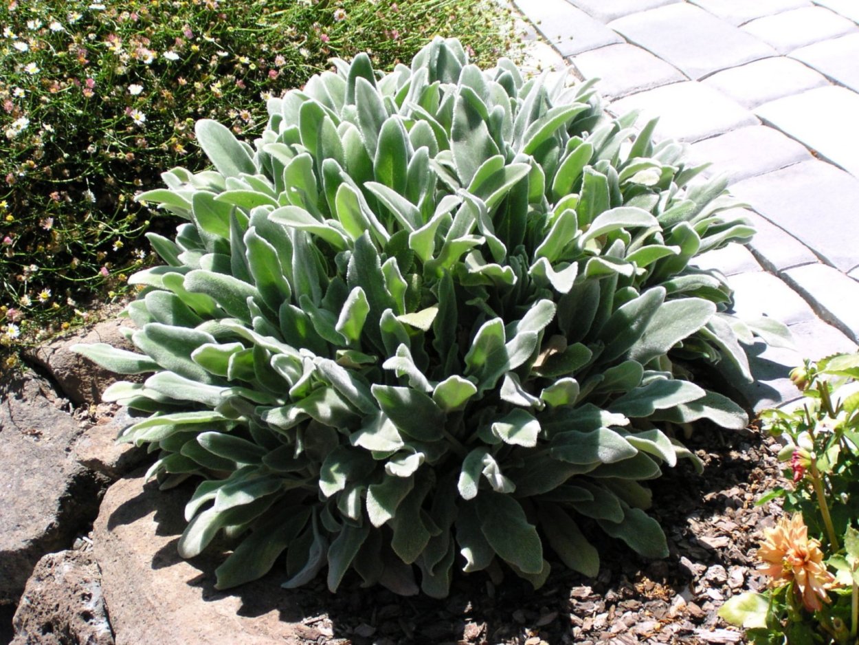 Чистец (стахис) шерстистый овечьи ушки