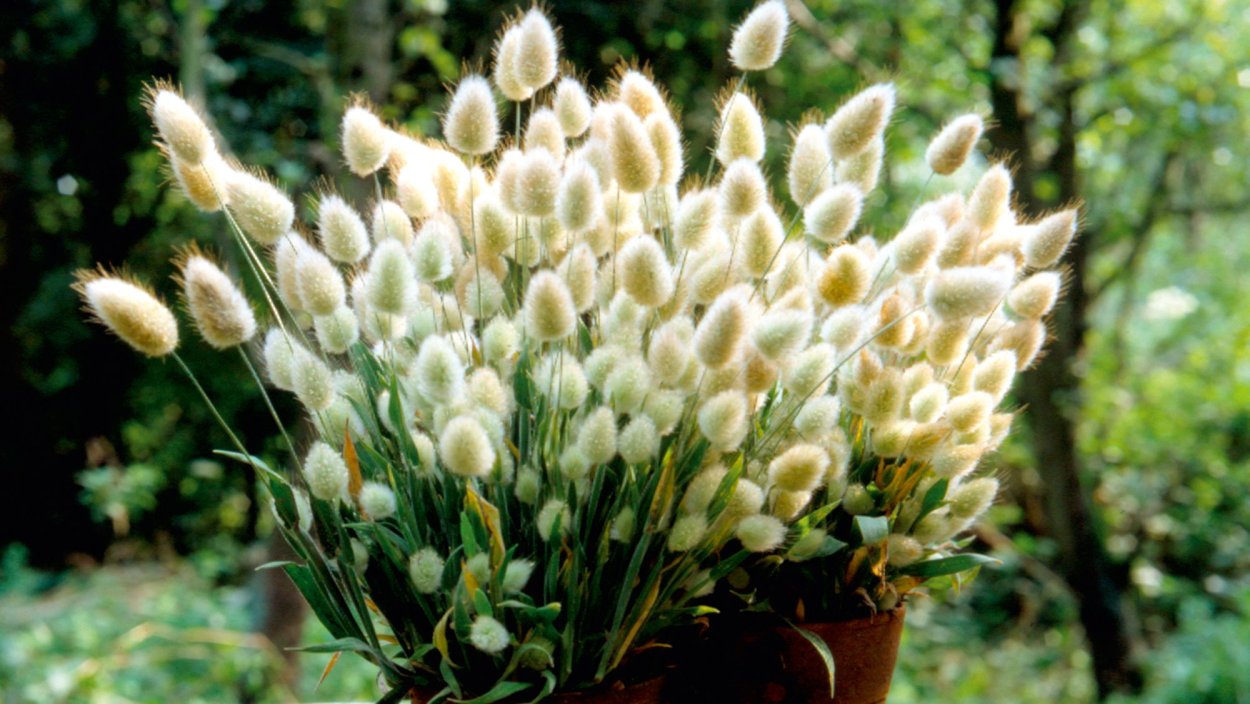 Чистец шерстистый в ландшафтном дизайне