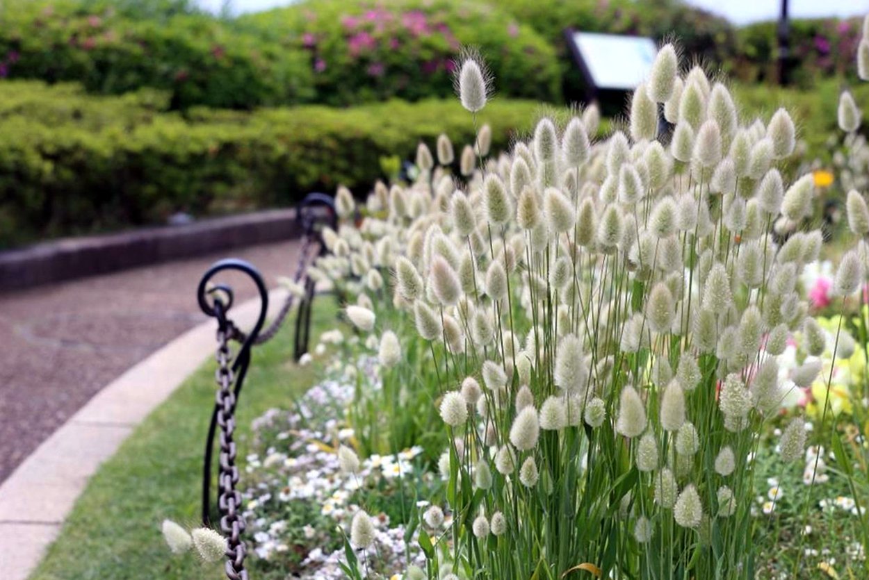 Зайцехвост (Lagurus ovatus)