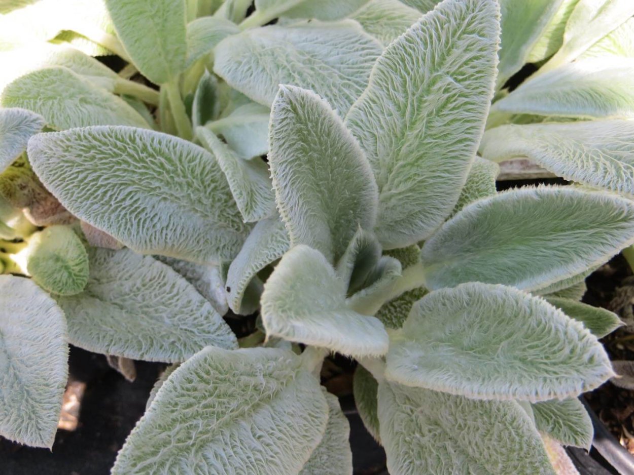 Stachys byzantina