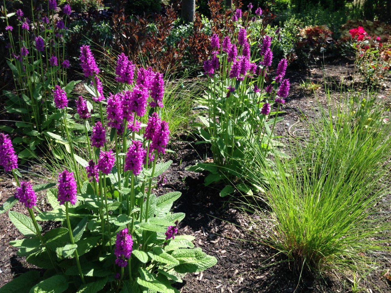 Чистец Монье Хуммело