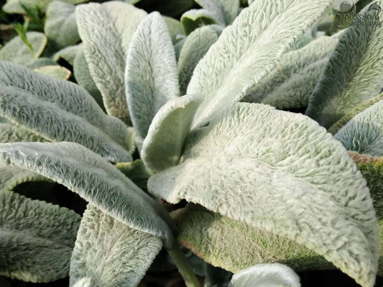 Кроличьи уши цветок