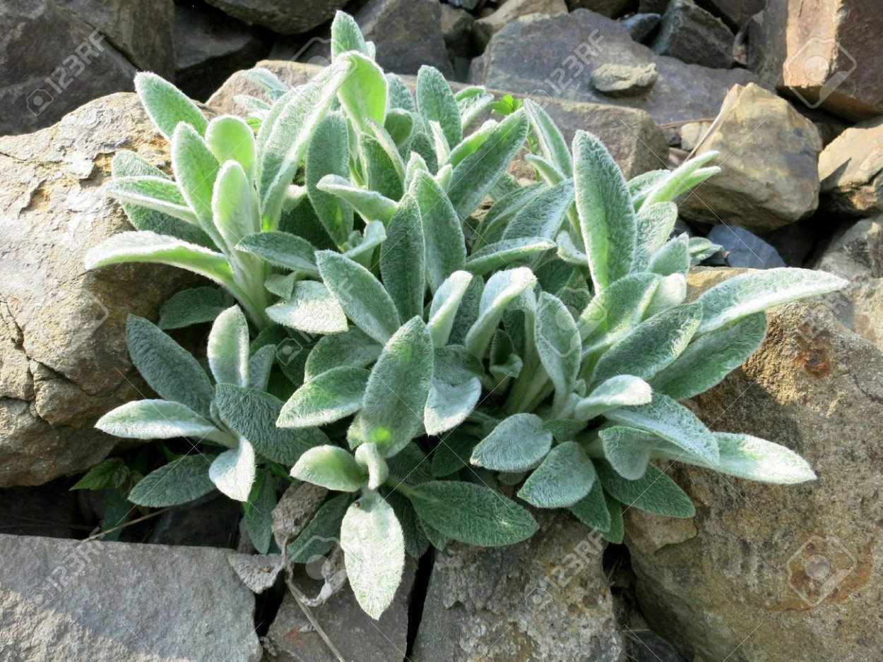 Чистец Сильвер карпет