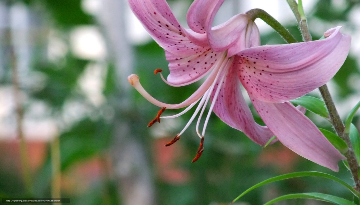 Ботаническая иллюстрация лилейник