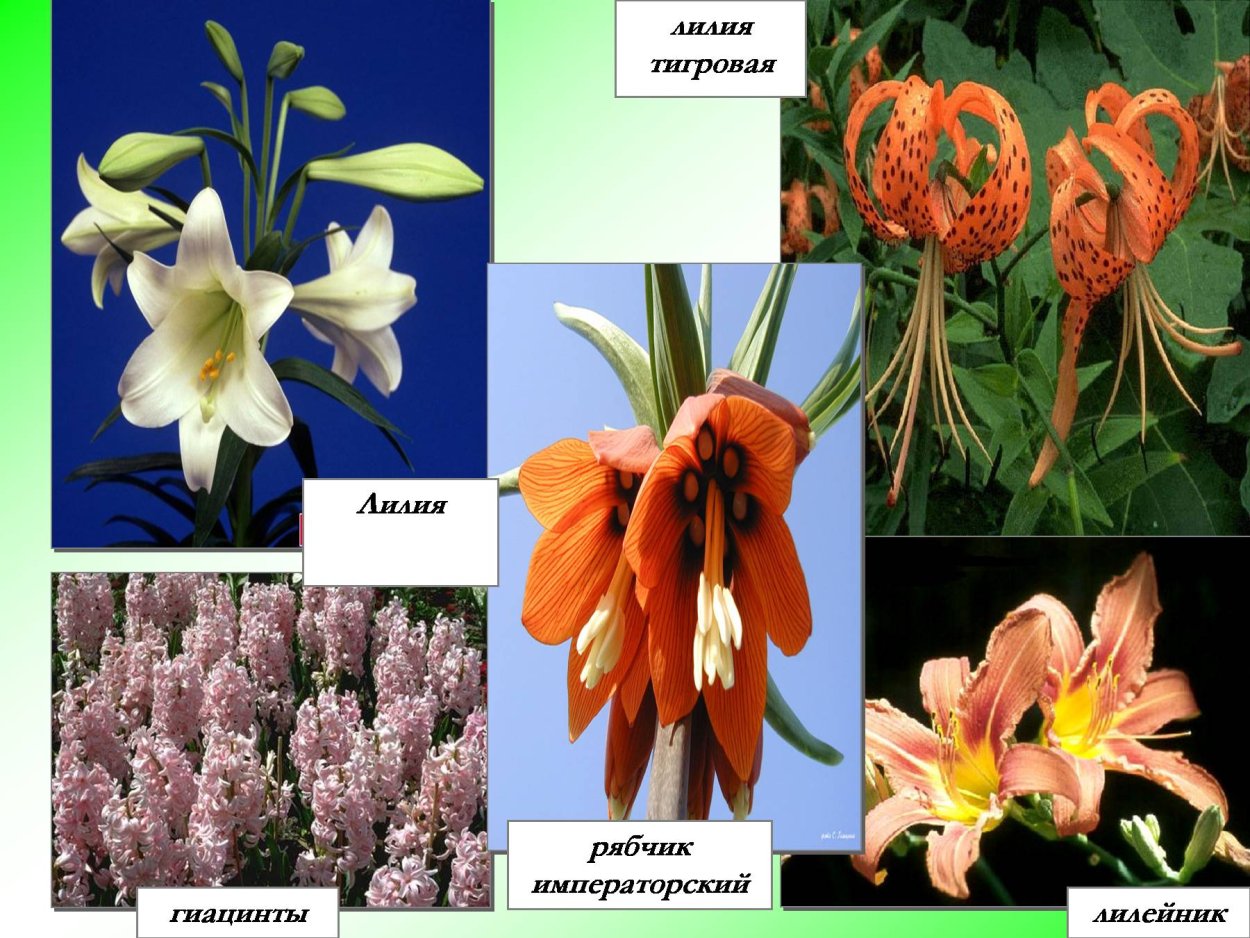 Семейство Лилейные опыление
