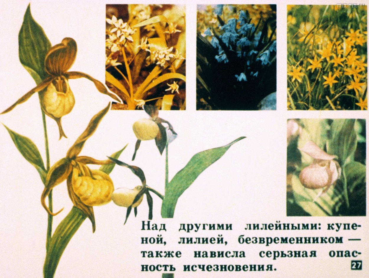 Формула цветка гусиного лука