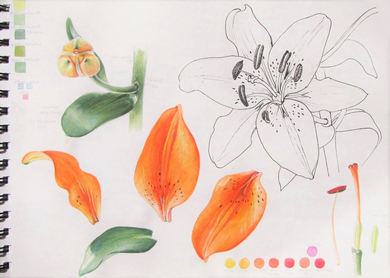 Лилия Королевская белая