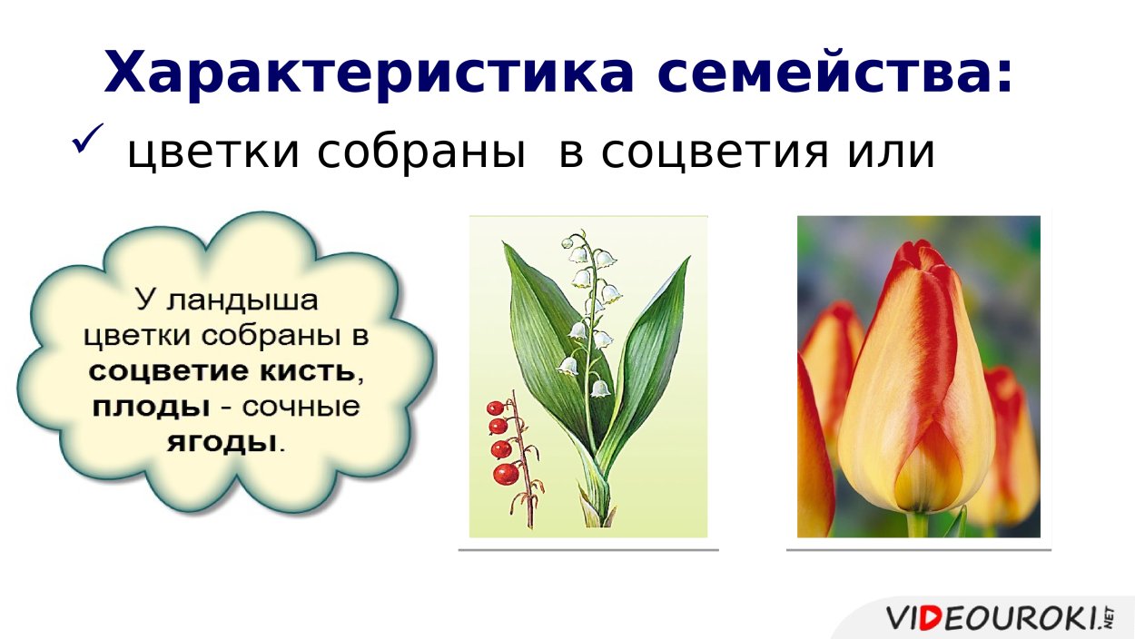 Однодольные растения растения