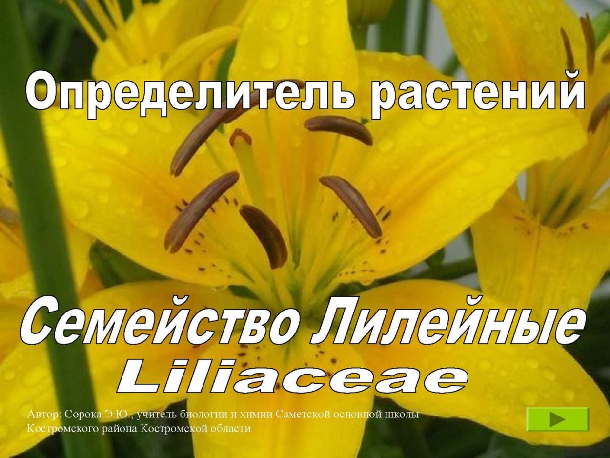 Лилия биология