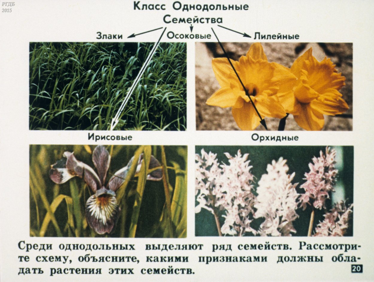 Однодольные 6 класс биология