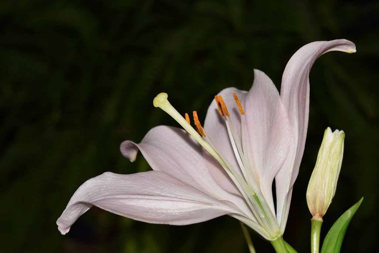 Лилия сорта Блю Крюмон