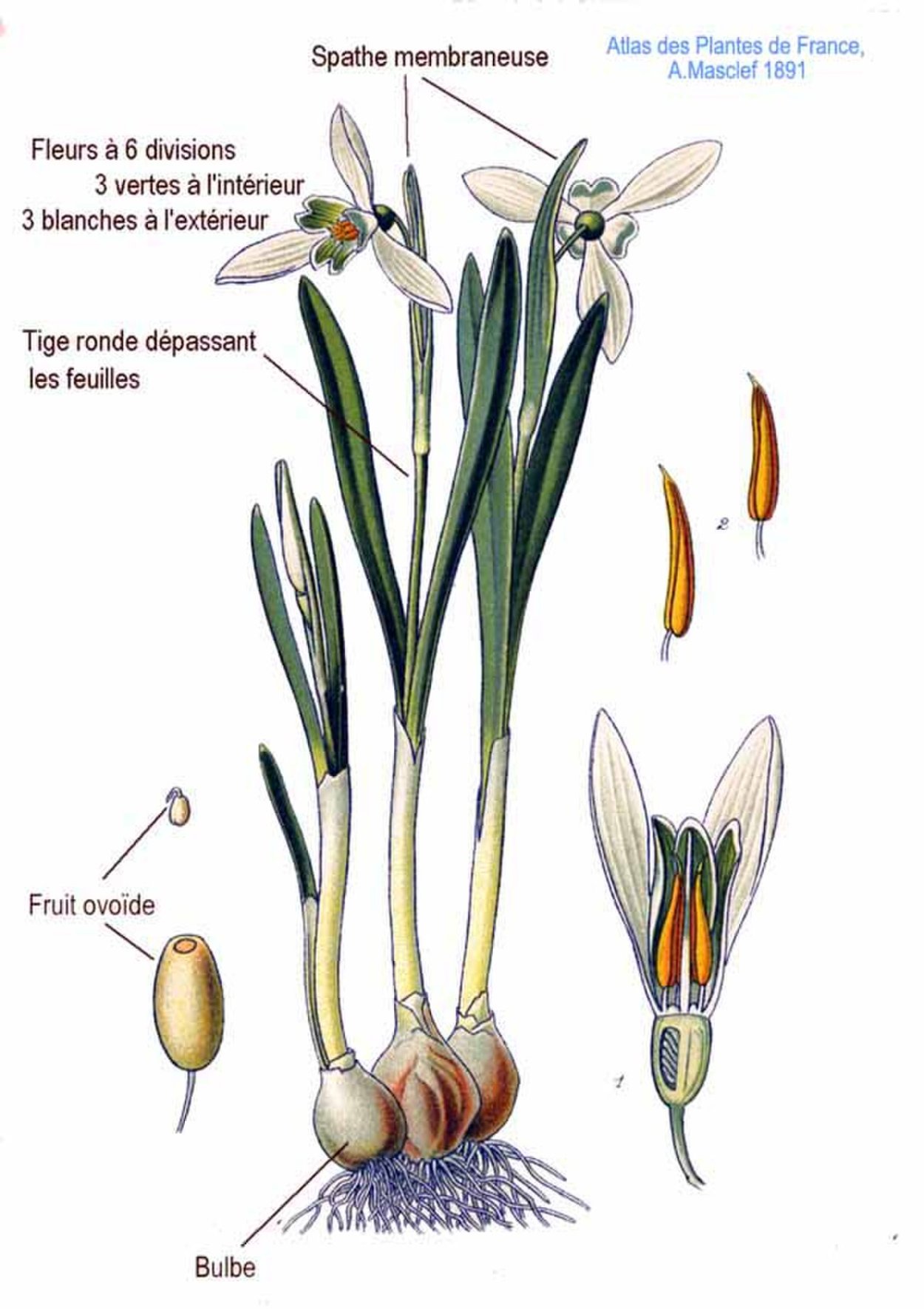 Лилия цветы луковичные