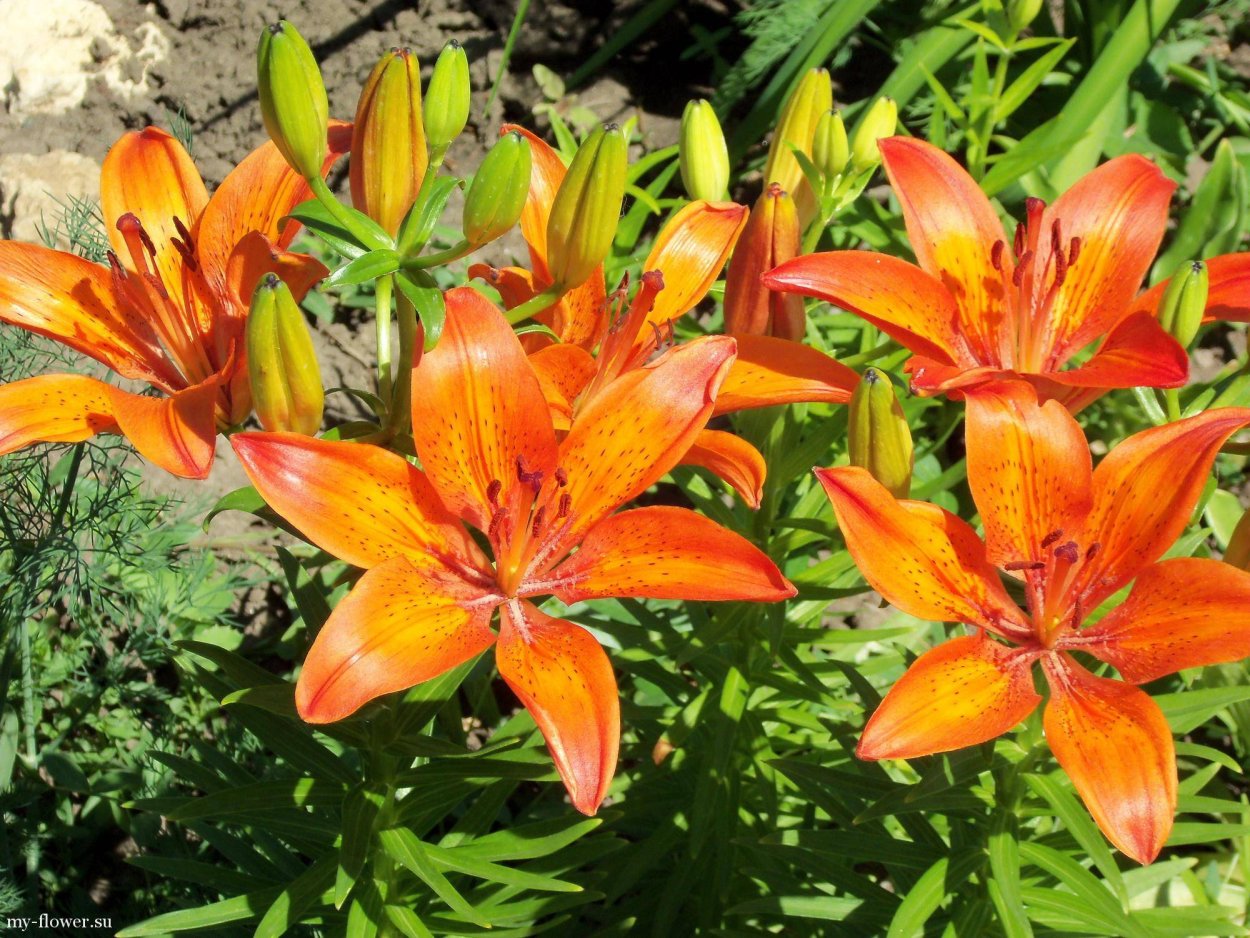 Однодольные луковичные