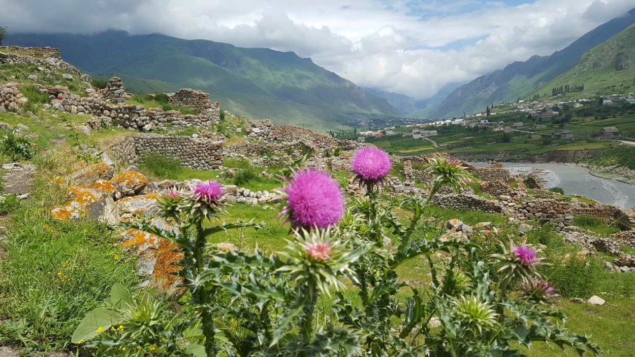 Кабардино-Балкарский высокогорный Луга
