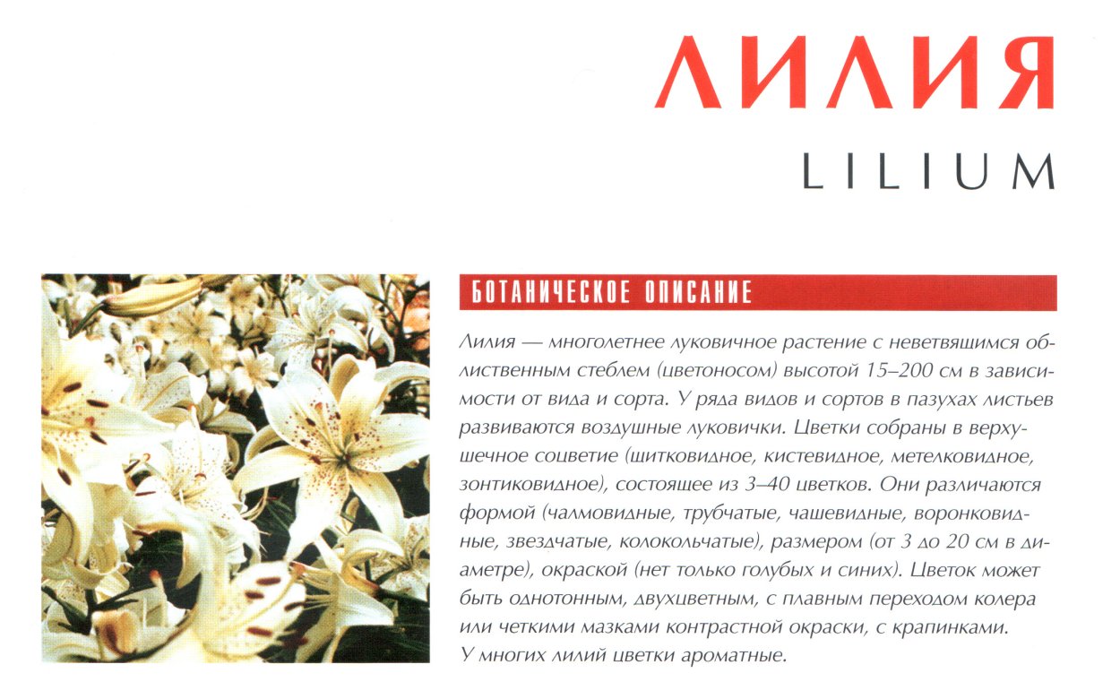 Строение цветка лилии тюльпана