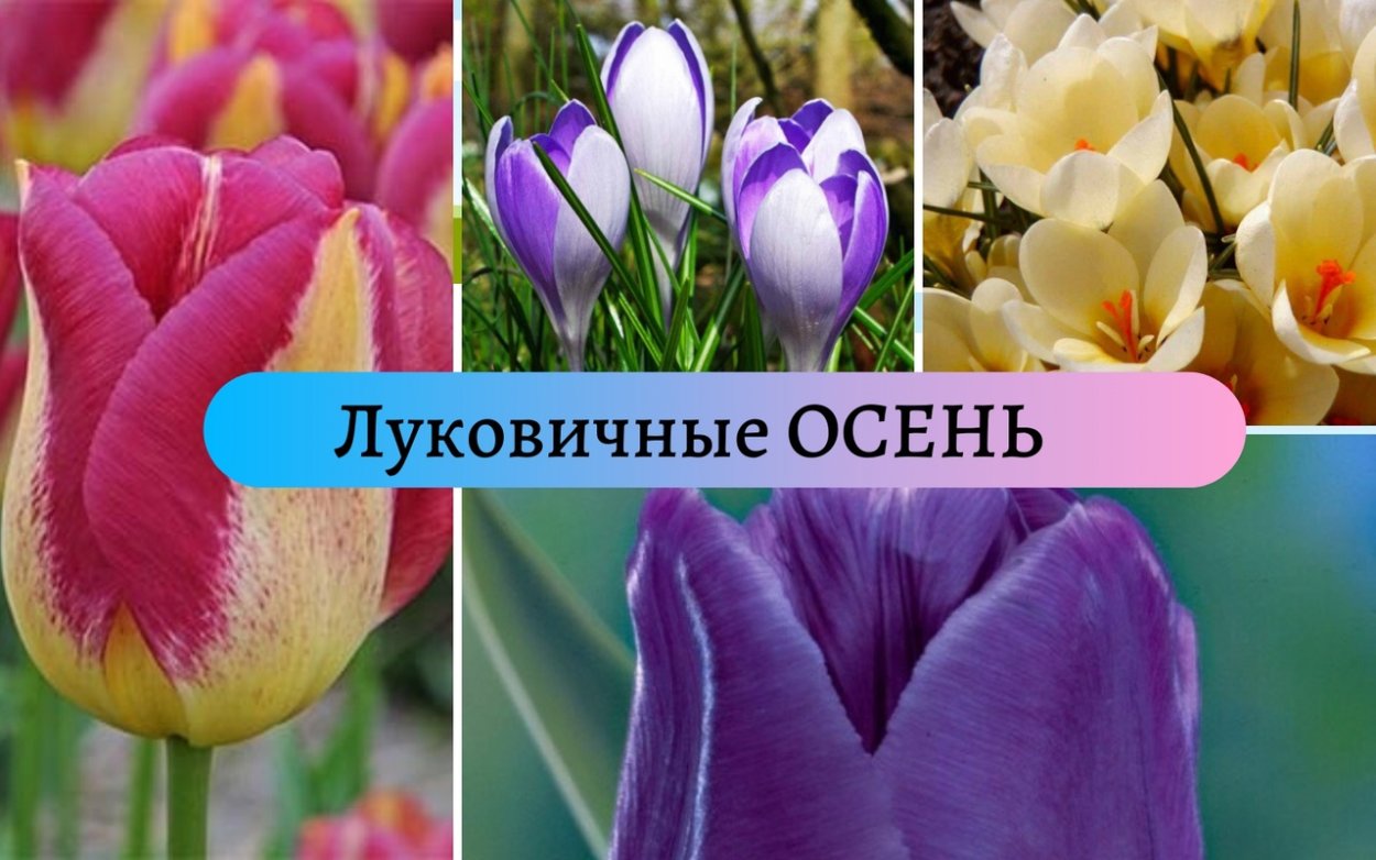 Ботаника рисование