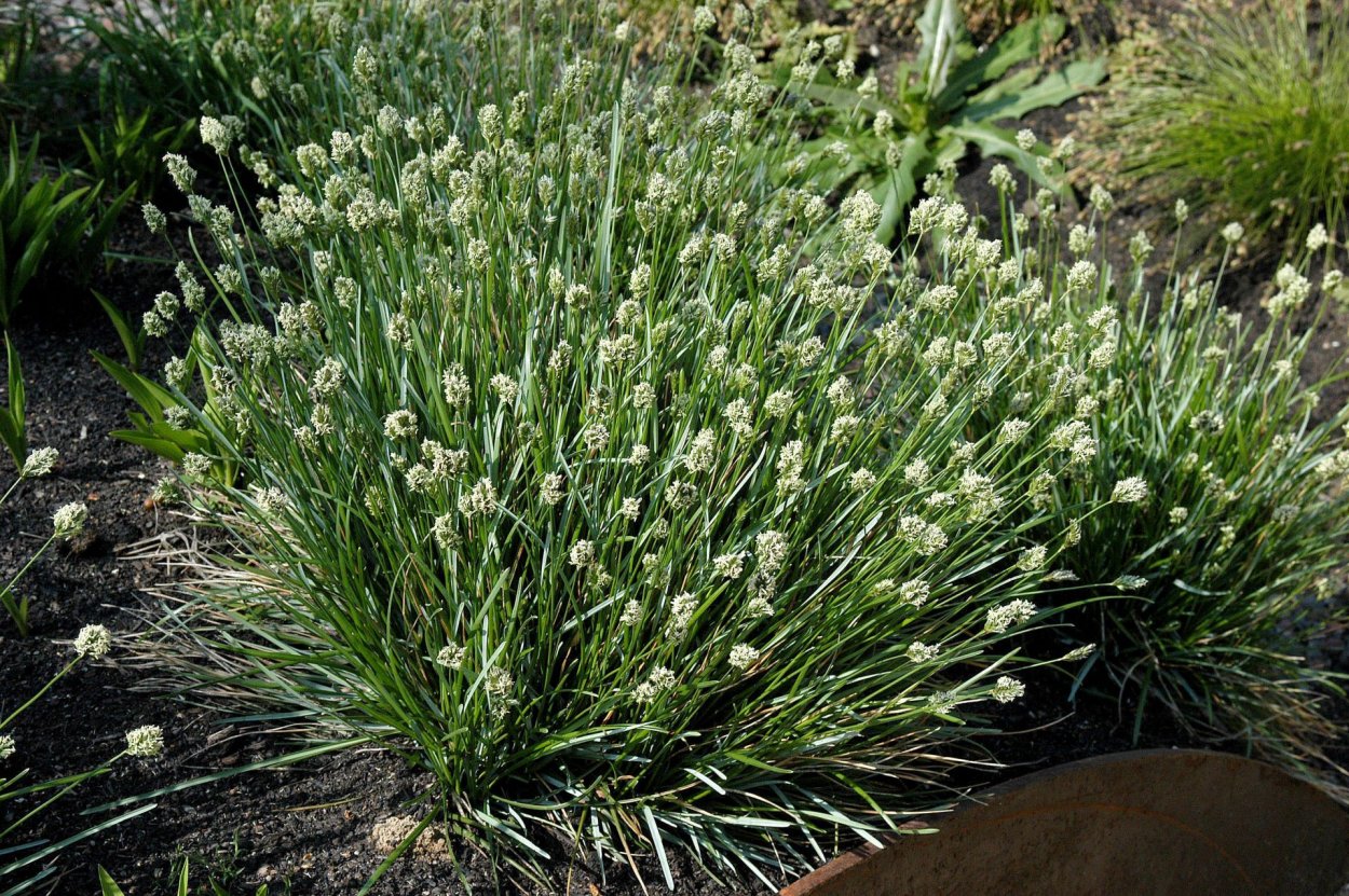 Сеслерия голубая (Sesleria caerulea)