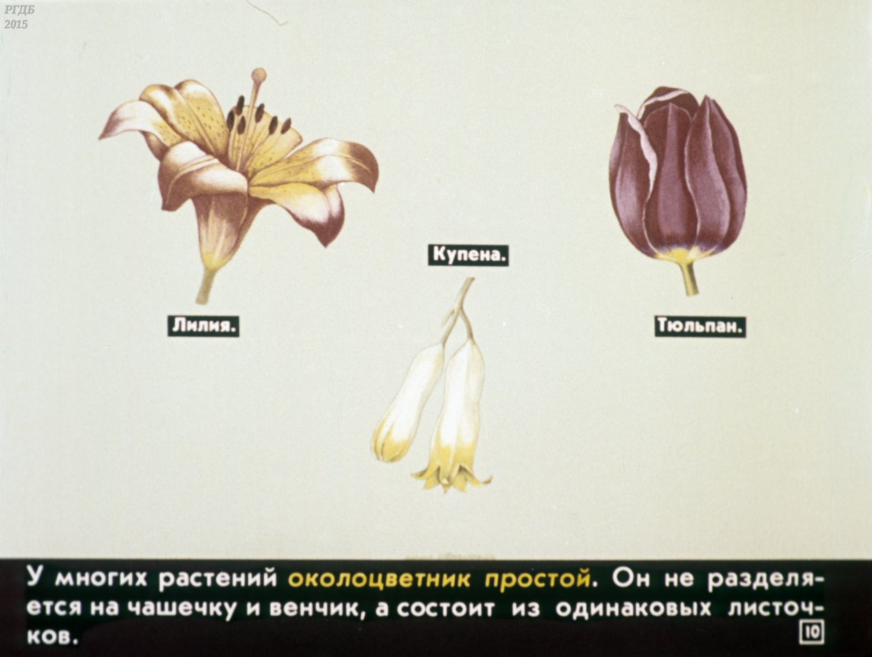 Биология 6 класс описание семейство пасленовых