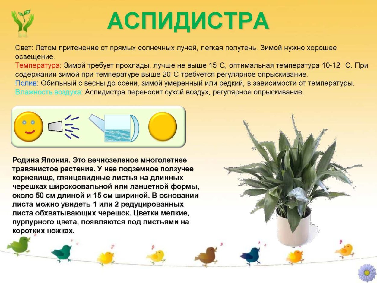 Аспидистра паспорт растения для детского сада
