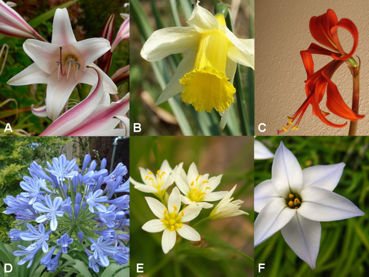 Семейства покрытосеменных растений Розоцветные