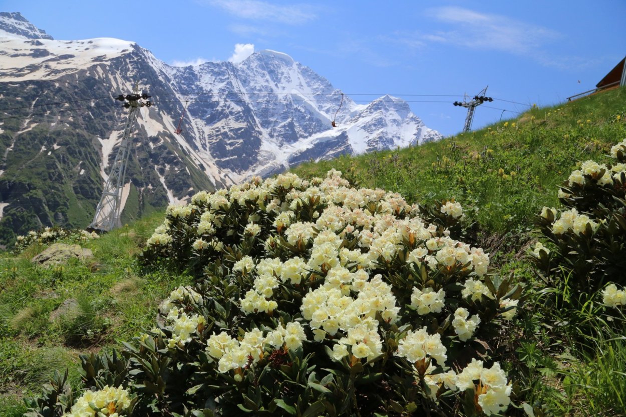 Рододендрон Архыз