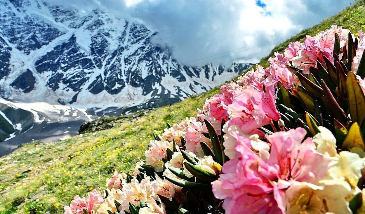 Рододендрон Приэльбрусья