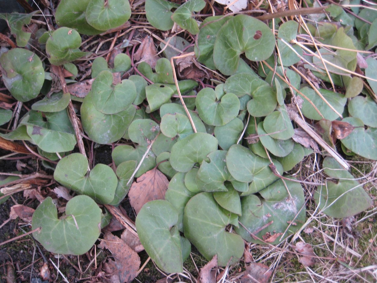 Копытень вечнозеленый Европейский