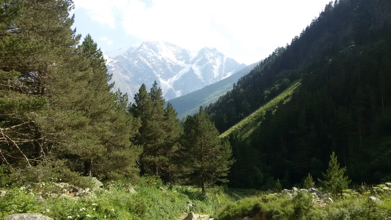 Национальный парк Приэльбрусье леса