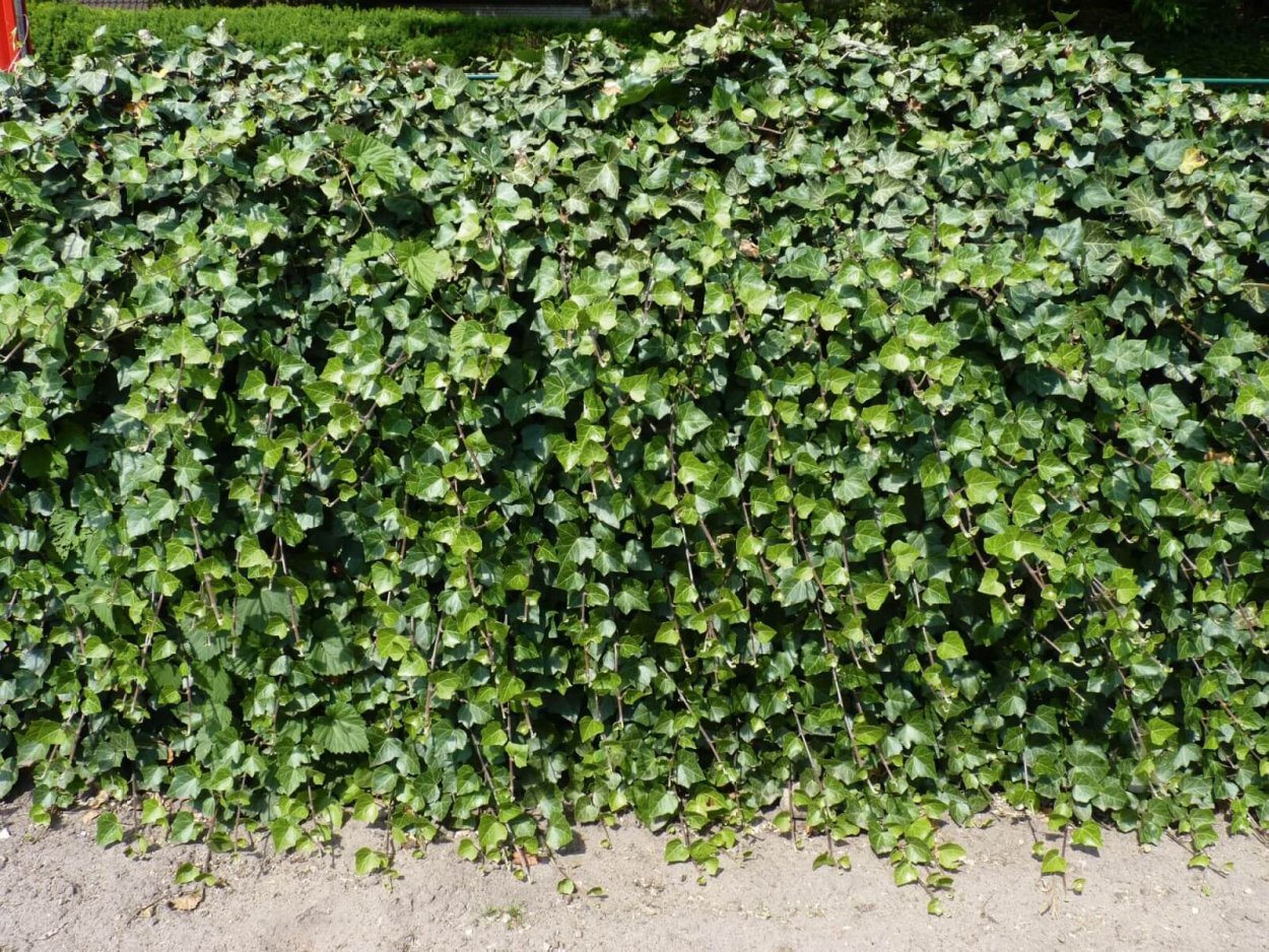 Плющ вечнозеленый (Hedera).