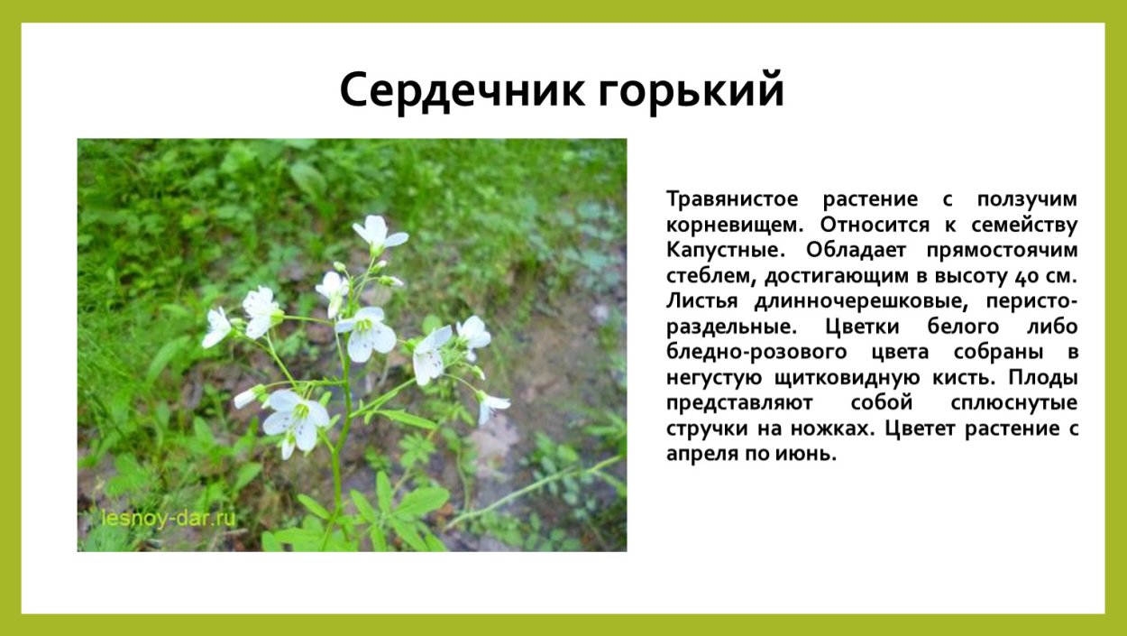 Сердечник Горький листья