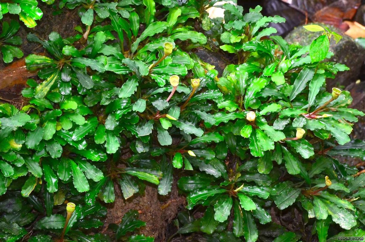 Буцефаландра Пигмей