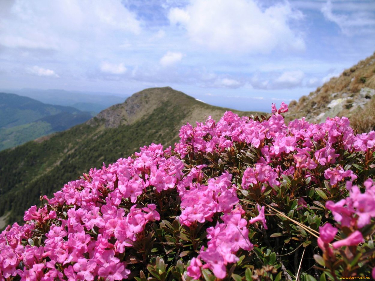 Рододендрон кавказский