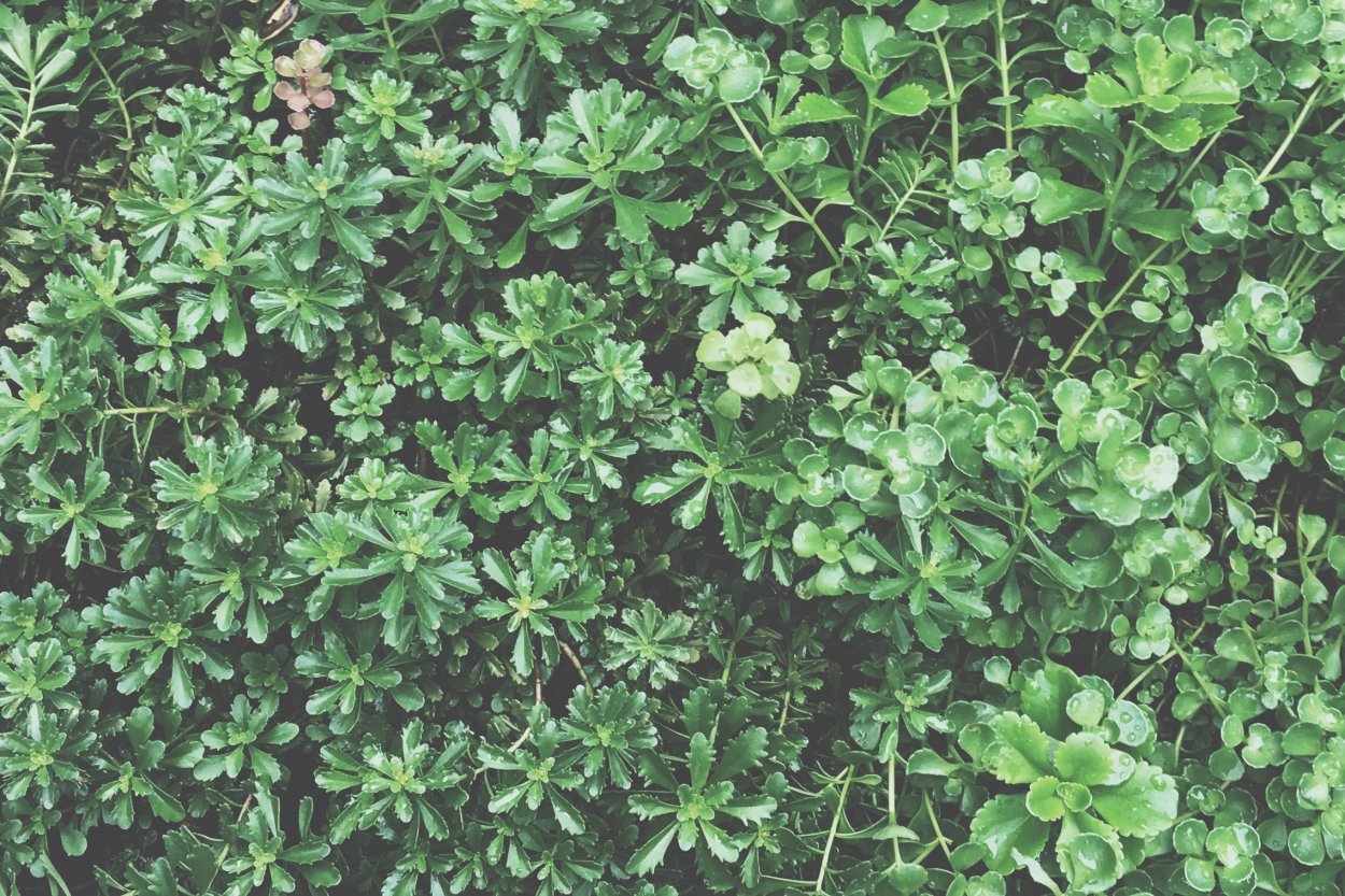 Вечнозеленые почвопокровники