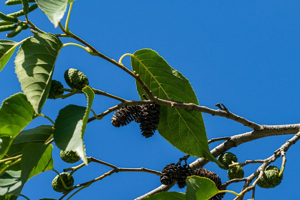 Ольха Сибирская