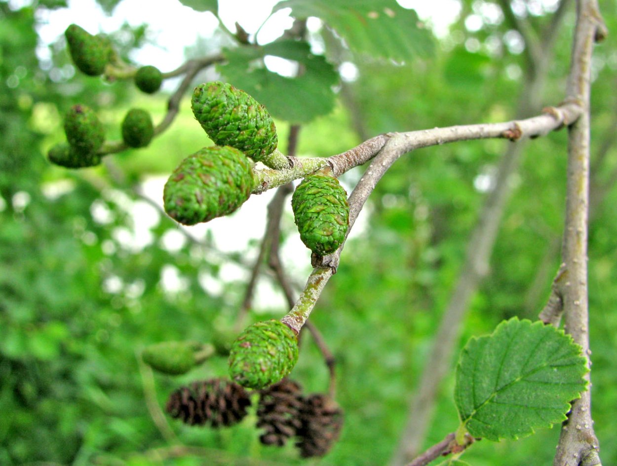 Ольха серая Alnus incana