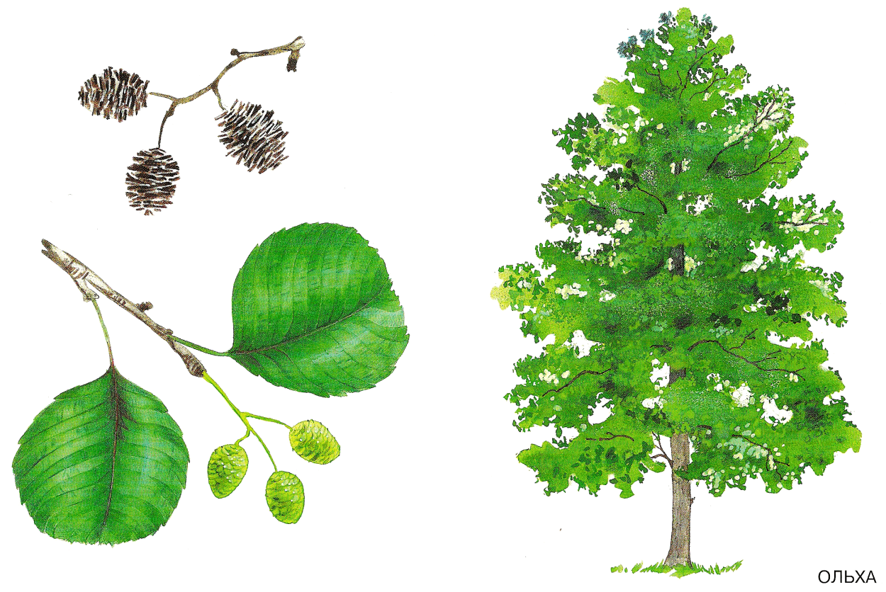 Ясень Ботанический атлас