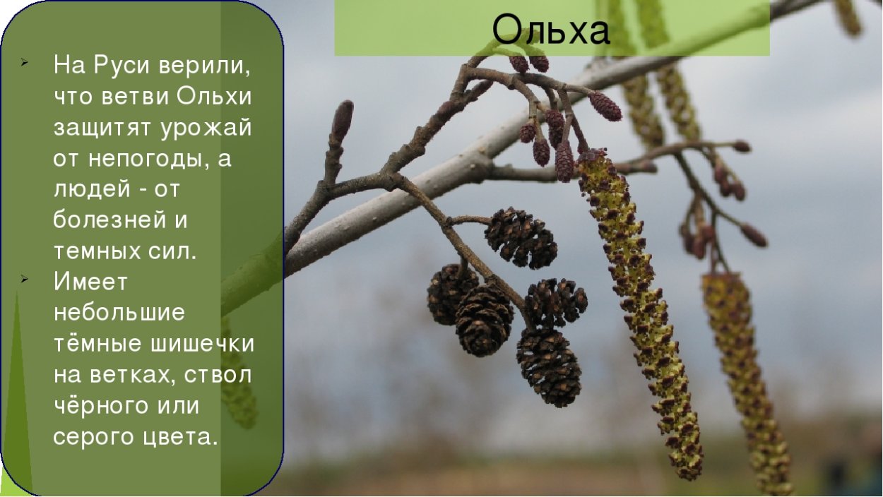 Ольха серая плоды