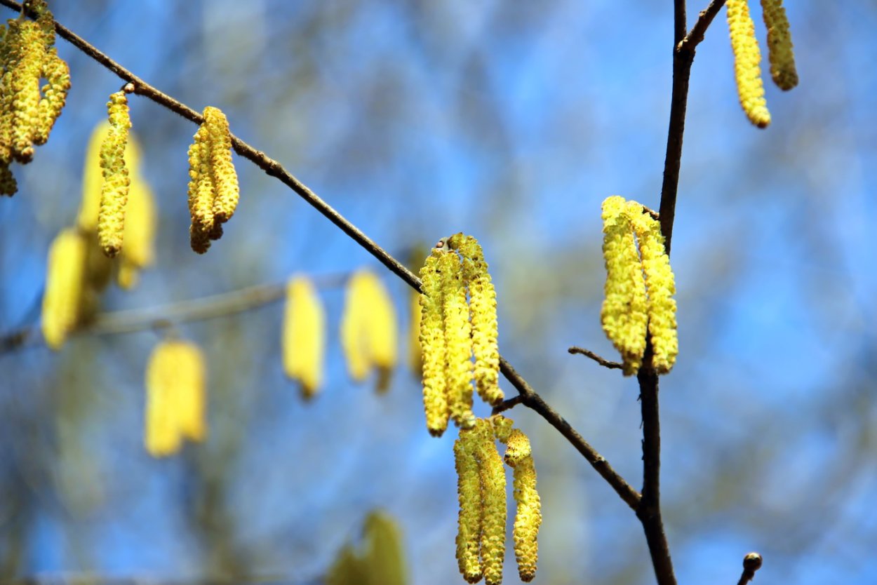 Ольха дерево ареал