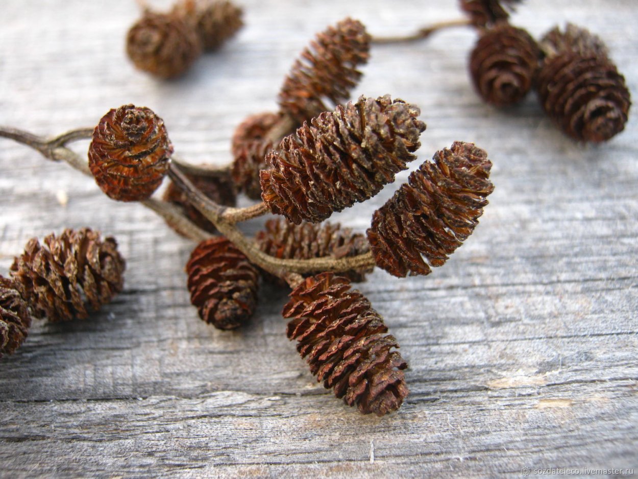 Ольха серая Alnus incana