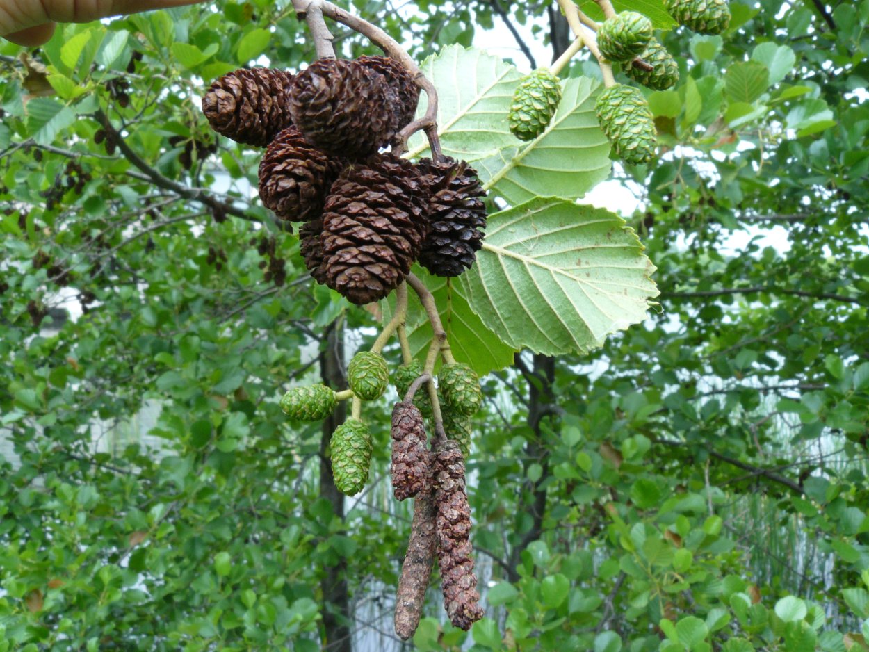 Ольха сердцевидная дерево