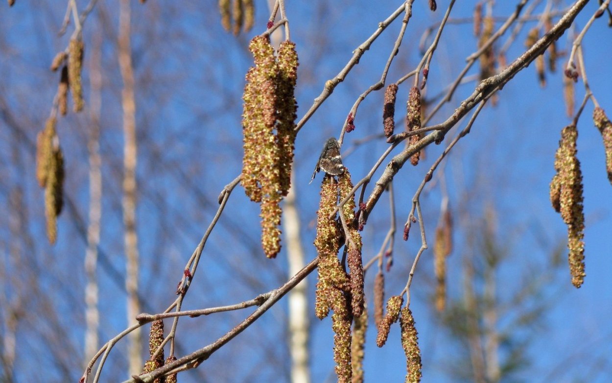 Осина обыкновенная (Populus tremula)