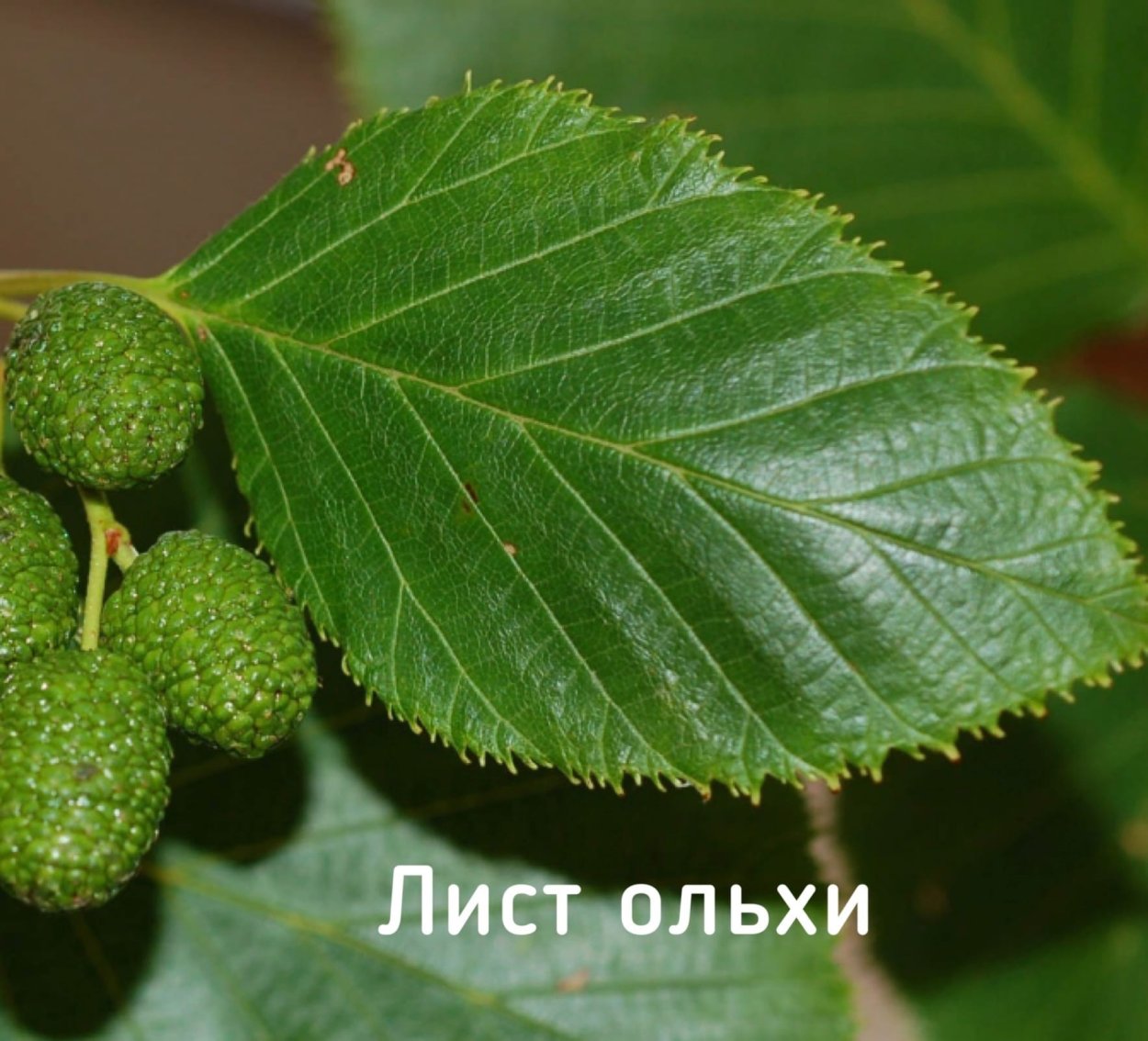 Ольха (шишки), 50гр